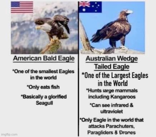 Eagle | image tagged in eagle,sea | made w/ Imgflip meme maker