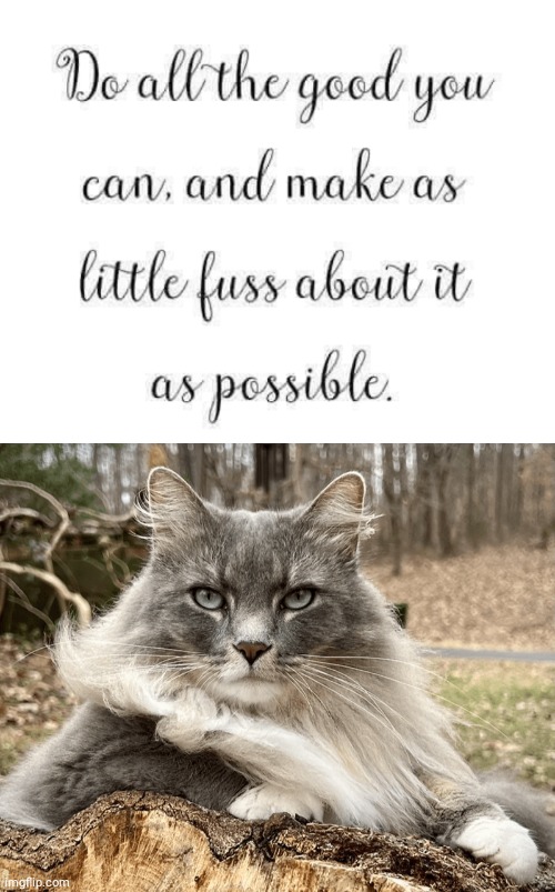 Do good cat | image tagged in cat | made w/ Imgflip meme maker