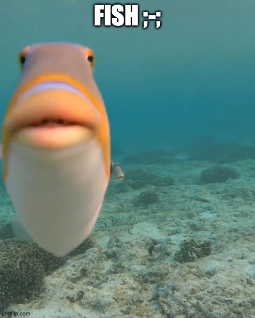 staring fish | FISH ;-; | image tagged in staring fish | made w/ Imgflip meme maker