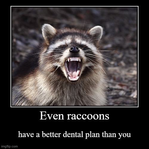 Last time my teeth were this aligned my parents had to take out a loan | Even raccoons | have a better dental plan than you | image tagged in funny,demotivationals,memes,dental plan,raccoon | made w/ Imgflip demotivational maker