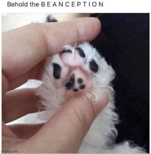 image tagged in beans,cats,cat,cute cat,cute,cute animals | made w/ Imgflip meme maker