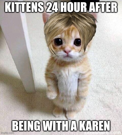 karen cat | KITTENS 24 HOUR AFTER; BEING WITH A KAREN | image tagged in memes,cute cat | made w/ Imgflip meme maker