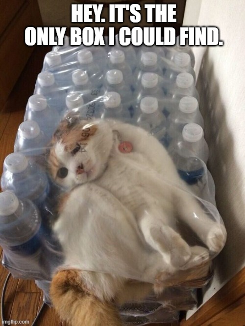 meme by Brad wierd cat finds box | HEY. IT'S THE ONLY BOX I COULD FIND. | image tagged in cat,funny cat,funny cat memes,humor,funny meme | made w/ Imgflip meme maker
