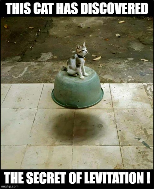 The Truth Is Out There ! | THIS CAT HAS DISCOVERED; THE SECRET OF LEVITATION ! | image tagged in cats,levitation | made w/ Imgflip meme maker