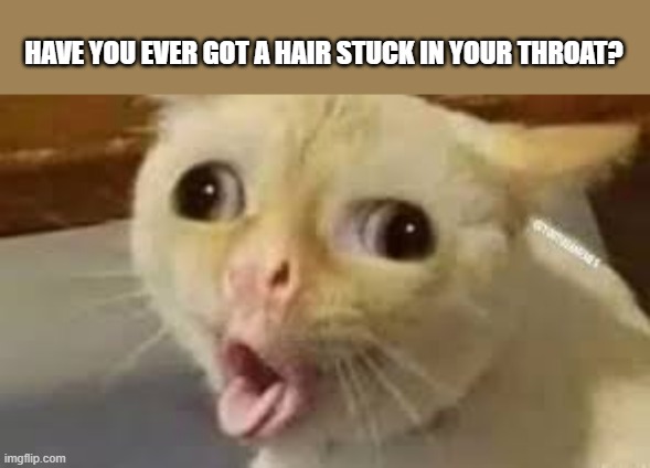 meme by Brad cat with a hair in her throat | HAVE YOU EVER GOT A HAIR STUCK IN YOUR THROAT? | image tagged in cats,funny cats,funny meme,humor | made w/ Imgflip meme maker