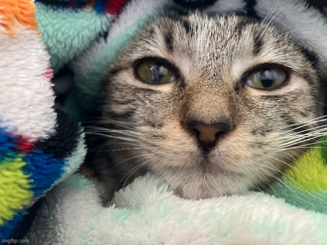 this lola, my sick kitty; good thing we got her meds | made w/ Imgflip meme maker