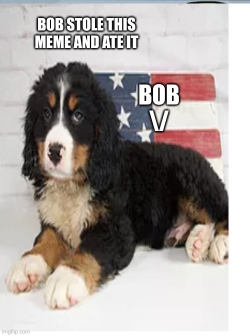 BOB STOLE THIS MEME AND ATE IT; BOB
\/ | image tagged in dog | made w/ Imgflip meme maker