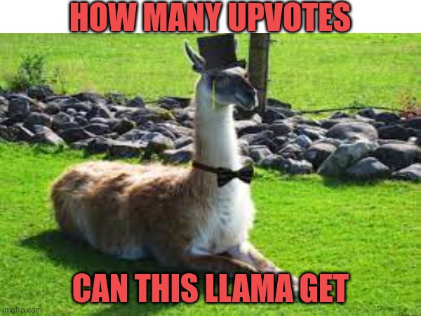 Upvote if you like llamas | HOW MANY UPVOTES; CAN THIS LLAMA GET | image tagged in llamas | made w/ Imgflip meme maker