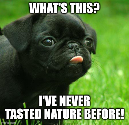 Pug puppy goes natural | WHAT'S THIS? I'VE NEVER TASTED NATURE BEFORE! | image tagged in pug nudes,dogs,puppy,memes,beautiful nature,get off my lawn | made w/ Imgflip meme maker