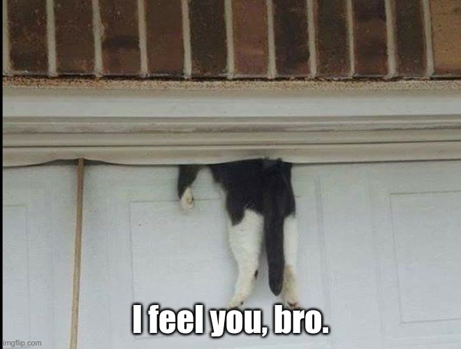 Bella the cat stuck in a garage door | I feel you, bro. | image tagged in bella the cat stuck in a garage door | made w/ Imgflip meme maker