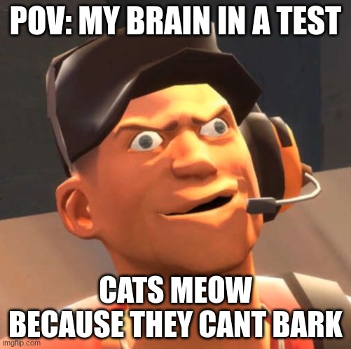 TF2 Scout | POV: MY BRAIN IN A TEST; CATS MEOW BECAUSE THEY CANT BARK | image tagged in tf2 scout | made w/ Imgflip meme maker