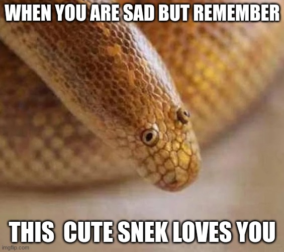 Arabian sand boa | WHEN YOU ARE SAD BUT REMEMBER; THIS  CUTE SNEK LOVES YOU | image tagged in arabian sand boa | made w/ Imgflip meme maker
