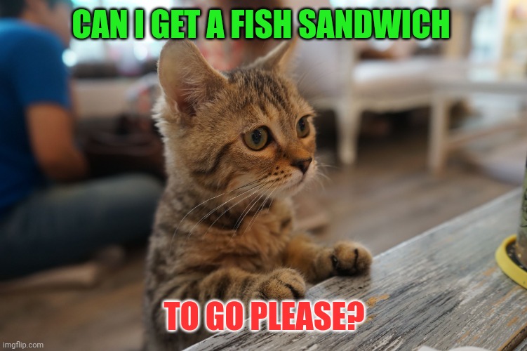 Fish Sandwich | CAN I GET A FISH SANDWICH; TO GO PLEASE? | image tagged in kitten at counter cat cafe bangkok thailand,funny memes | made w/ Imgflip meme maker