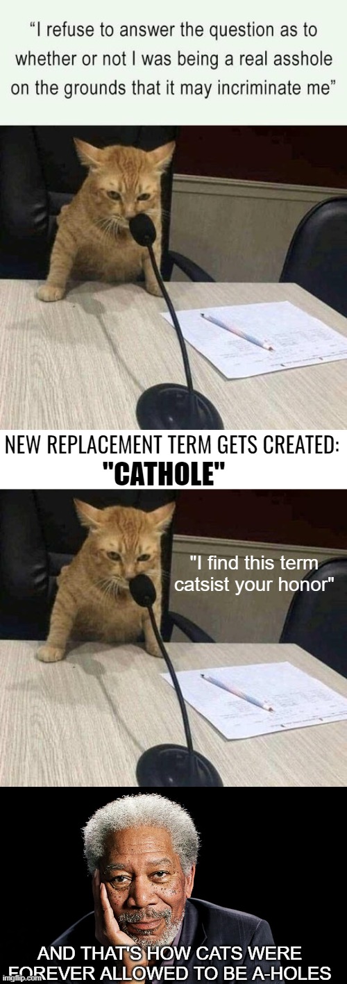 NEW REPLACEMENT TERM GETS CREATED:; "CATHOLE"; "I find this term catsist your honor"; AND THAT'S HOW CATS WERE FOREVER ALLOWED TO BE A-HOLES | image tagged in funny,cats | made w/ Imgflip meme maker