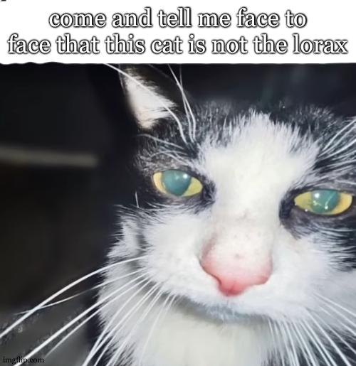 litteraly bro | come and tell me face to face that this cat is not the lorax | image tagged in hey bro | made w/ Imgflip meme maker