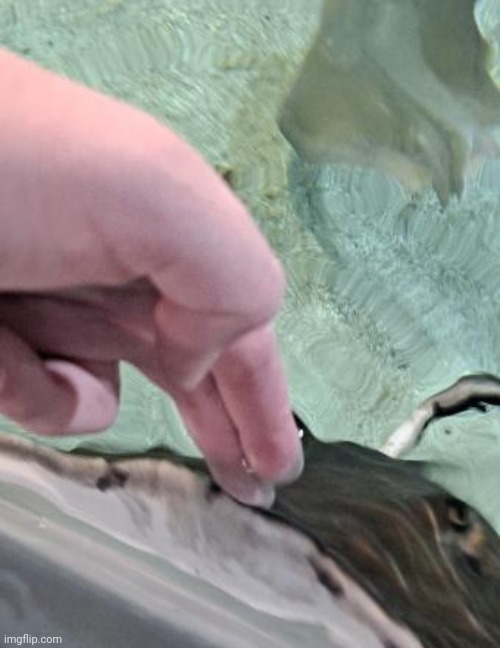 riggity roo ahh stingray and hand | image tagged in riggity roo ahh stingray and hand | made w/ Imgflip meme maker