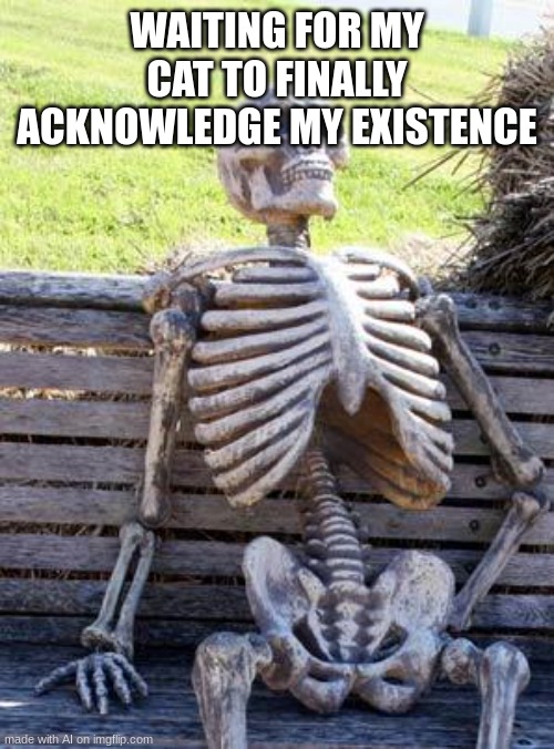 lol frfr | WAITING FOR MY CAT TO FINALLY ACKNOWLEDGE MY EXISTENCE | image tagged in memes,waiting skeleton | made w/ Imgflip meme maker