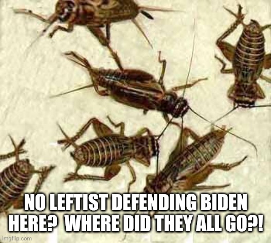 Crickets | NO LEFTIST DEFENDING BIDEN HERE?  WHERE DID THEY ALL GO?! | image tagged in crickets | made w/ Imgflip meme maker