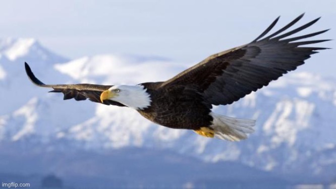 eagle | image tagged in eagle | made w/ Imgflip meme maker