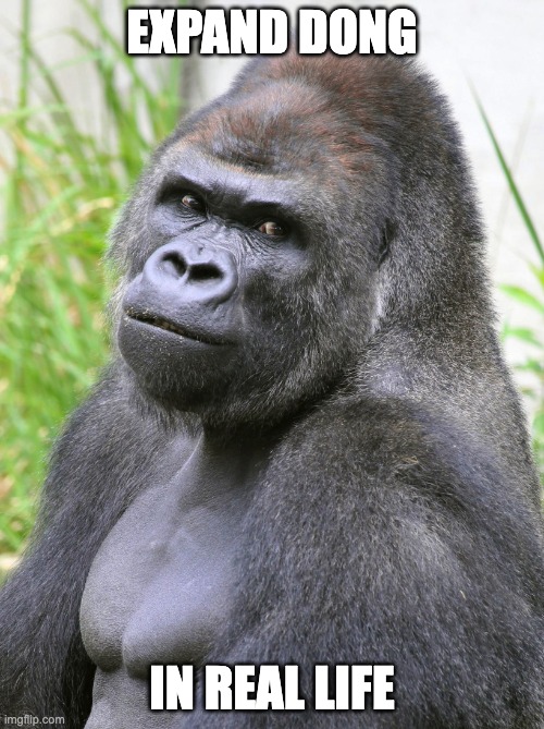 Hot Gorilla  | EXPAND DONG; IN REAL LIFE | image tagged in hot gorilla | made w/ Imgflip meme maker