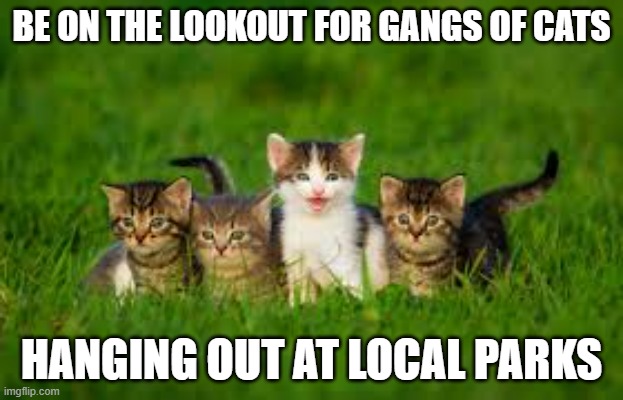 meme by Brad cats in gangs | BE ON THE LOOKOUT FOR GANGS OF CATS; HANGING OUT AT LOCAL PARKS | image tagged in cats,cute kittens,funny cat memes,funny memes,humor,kittens | made w/ Imgflip meme maker