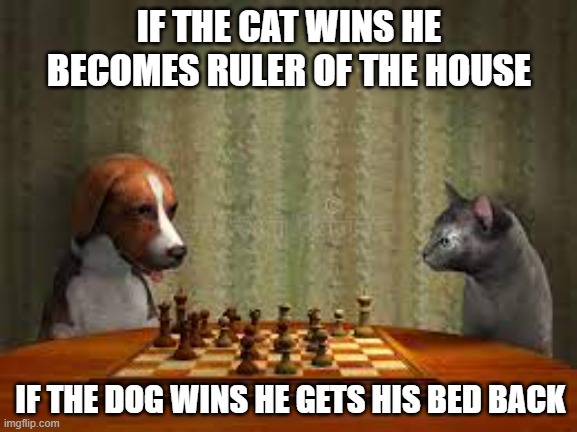 meme by Brad cat and dog playing chess | IF THE CAT WINS HE BECOMES RULER OF THE HOUSE; IF THE DOG WINS HE GETS HIS BED BACK | image tagged in cats,funny cats,funny dog memes,funny cat memes,chess,humor | made w/ Imgflip meme maker