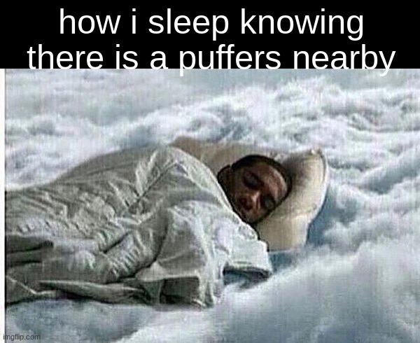 How I Sleep | how i sleep knowing there is a puffers nearby | image tagged in how i sleep | made w/ Imgflip meme maker