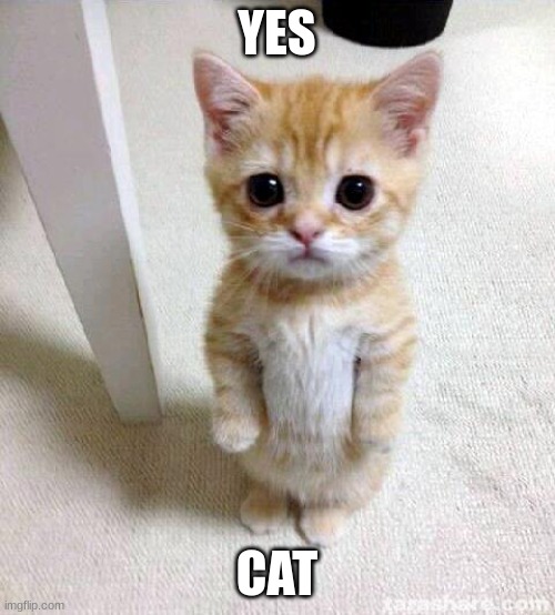 Cute Cat Meme | YES CAT | image tagged in memes,cute cat | made w/ Imgflip meme maker