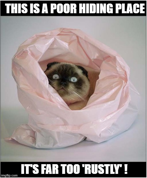 You Ain't Seen Me ... Right ! | THIS IS A POOR HIDING PLACE; IT'S FAR TOO 'RUSTLY' ! | image tagged in cats,hiding,plastic bag | made w/ Imgflip meme maker