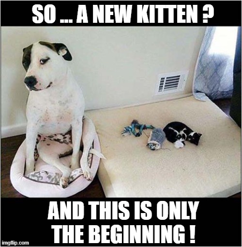 Look At That Face ! | SO ... A NEW KITTEN ? AND THIS IS ONLY
THE BEGINNING ! | image tagged in dogs,kitten,look | made w/ Imgflip meme maker