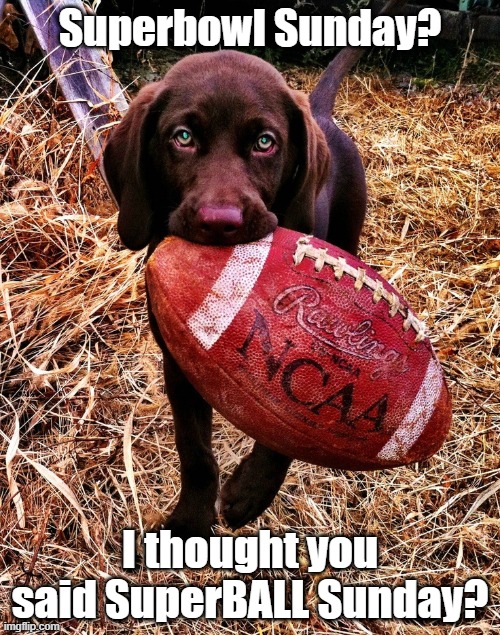 Superball Sunday | Superbowl Sunday? I thought you said SuperBALL Sunday? | image tagged in funny memes,dogs,funny dog memes,funny,superbowl | made w/ Imgflip meme maker