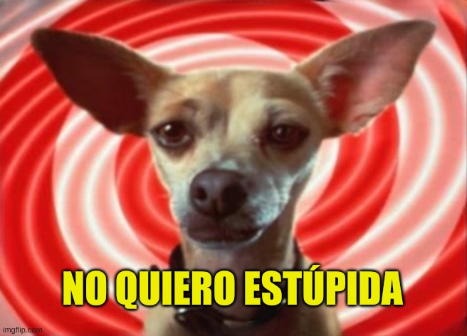 I do not want the stupid | NO QUIERO ESTÚPIDA | image tagged in taco bell,stupid people,just say no,chihuahua,meanwhile on imgflip,tacos are the answer | made w/ Imgflip meme maker