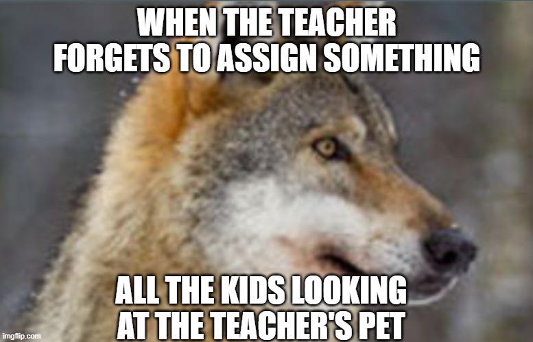 Will he do it? | WHEN THE TEACHER FORGETS TO ASSIGN SOMETHING; ALL THE KIDS LOOKING AT THE TEACHER'S PET | image tagged in memes,funny memes,funny,dogs,wolf,stare | made w/ Imgflip meme maker