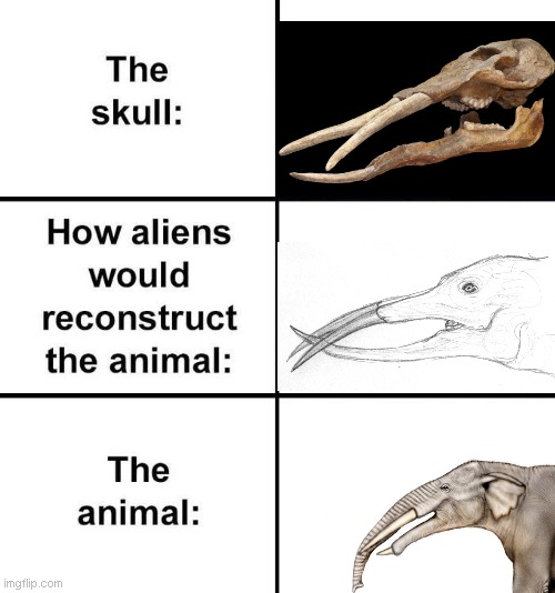 my all today's stuff | image tagged in how aliens would reconstruct the animal | made w/ Imgflip meme maker