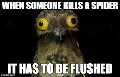Weird Stuff I Do Potoo Meme | WHEN SOMEONE KILLS A SPIDER IT HAS TO BE FLUSHED | image tagged in memes,weird stuff i do potoo | made w/ Imgflip meme maker