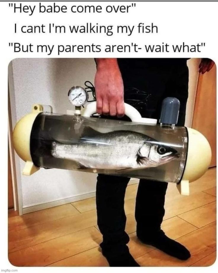 Casual day walking the fish | image tagged in memes,funny | made w/ Imgflip meme maker