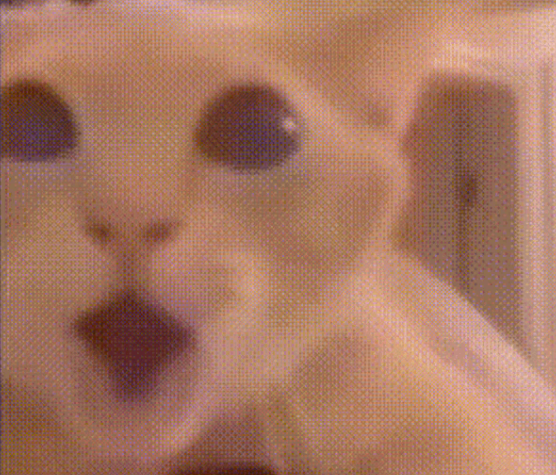 Surprised cat Blank Meme Template