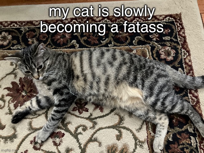 fat fuck | my cat is slowly becoming a fatass | made w/ Imgflip meme maker