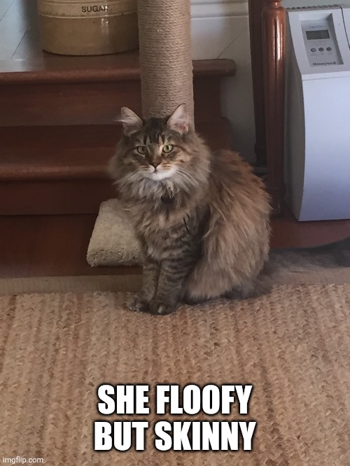 SHE FLOOFY BUT SKINNY | made w/ Imgflip meme maker