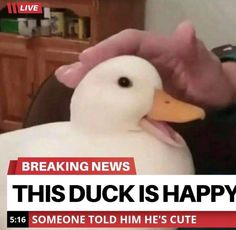 High Quality happy duck Blank Meme Template