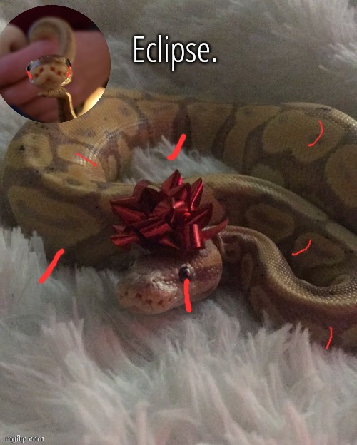 Help Me | image tagged in eclipse festive temp ty corpse | made w/ Imgflip meme maker
