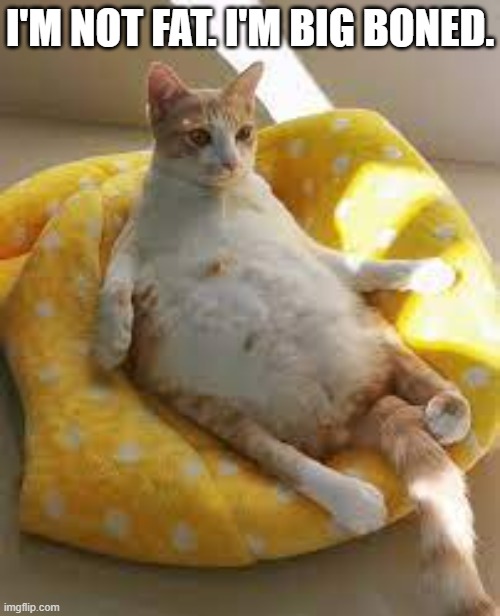 meme by Brad fat cat | I'M NOT FAT. I'M BIG BONED. | image tagged in cat,cat meme,funny cat memes,humor,funny cat | made w/ Imgflip meme maker
