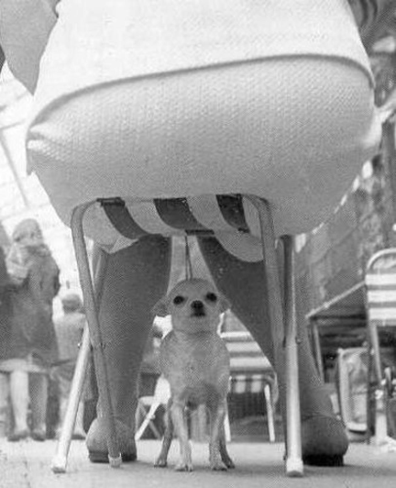 Dog under chair Blank Meme Template