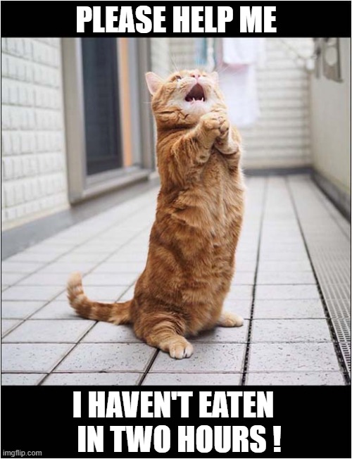 A 'Starving' Cat ! | PLEASE HELP ME; I HAVEN'T EATEN
  IN TWO HOURS ! | image tagged in cats,hungry cat,greedy | made w/ Imgflip meme maker