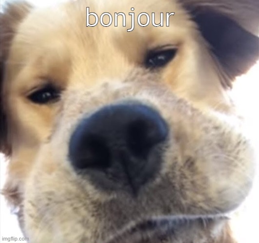 Doggo bruh | bonjour | image tagged in doggo bruh | made w/ Imgflip meme maker