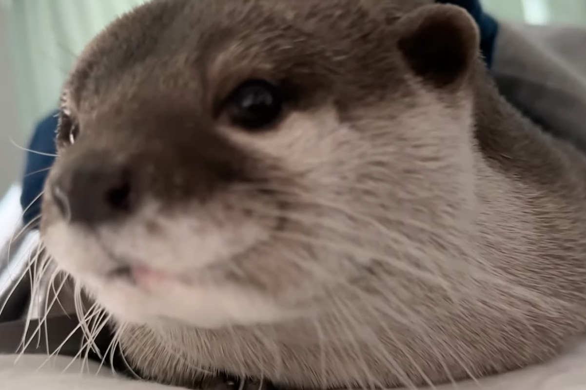 Hana Curvyless Otter Blank Meme Template