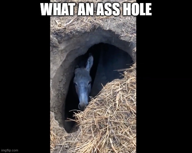 meme by Brad what an a hole | WHAT AN ASS HOLE | image tagged in fun,funny meme,donkey,humor,funny,funny animal meme | made w/ Imgflip meme maker