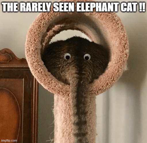 meme by Brad the rare elephant cat | THE RARELY SEEN ELEPHANT CAT !! | image tagged in cats,funny cats,humor,funny,elephant | made w/ Imgflip meme maker