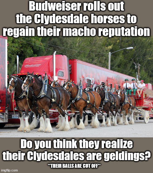 Isn't it ironic...don't ya think? | Budweiser rolls out the Clydesdale horses to regain their macho reputation; Do you think they realize their Clydesdales are geldings? **THEIR BALLS ARE CUT OFF** | image tagged in budweiser,super bowl,commercials,transphobic | made w/ Imgflip meme maker