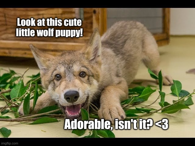 I just wanna snuggle it and give it so much love and affection right now! <3 | Look at this cute little wolf puppy! Adorable, isn't it? <3 | made w/ Imgflip meme maker
